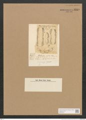 Amphora sp. (de-Toni-Nr.: Genus 36) Zeichnungen Sammlung Grunow Nr. 3249 (NHMW-BOT-W0370721)